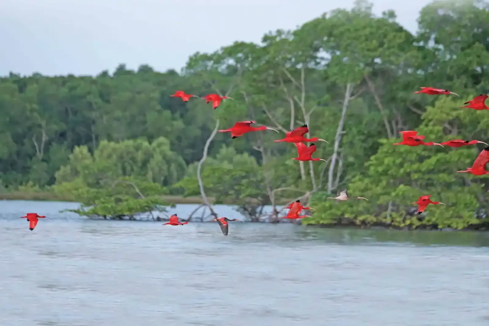 Brazil_The-scarlet-ibis.webp