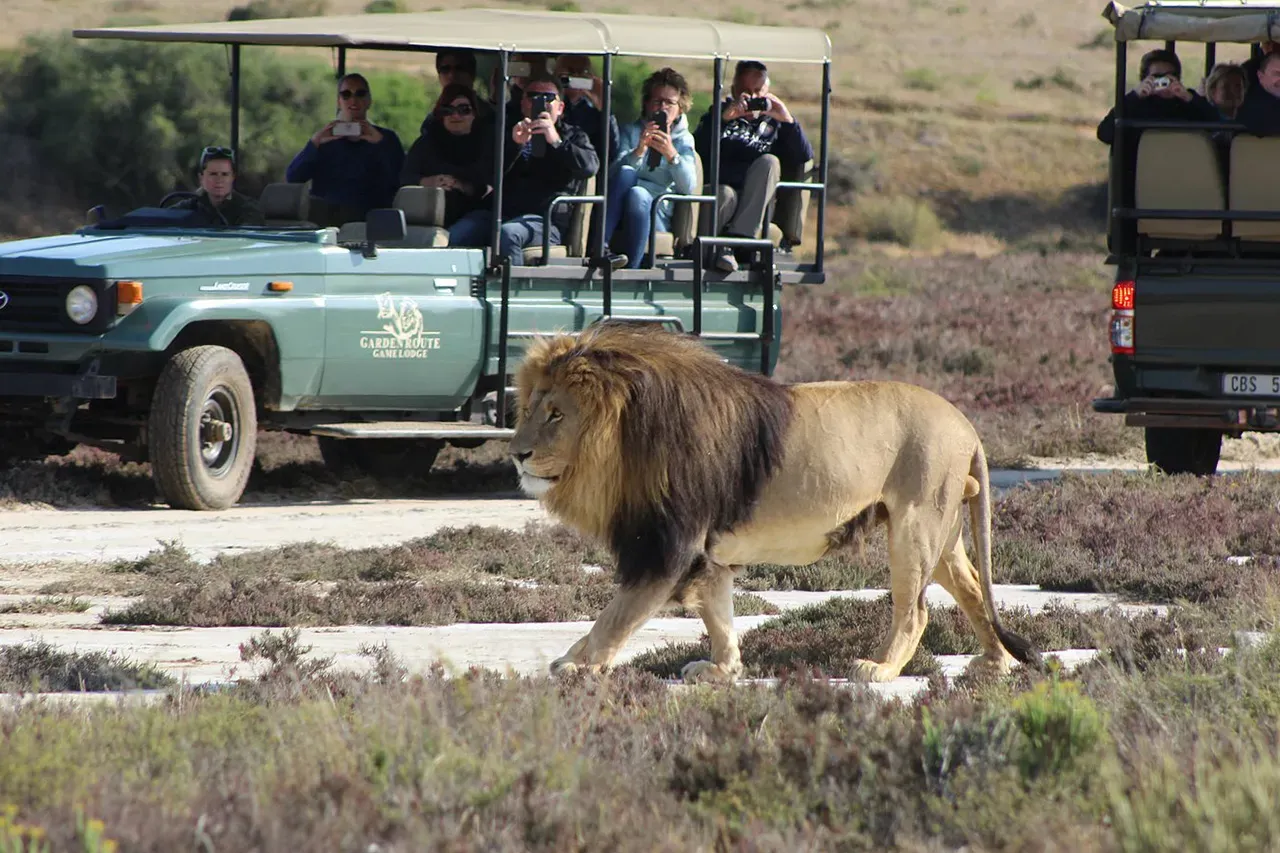 Lion safari during Garden Route South Africa Road Trip